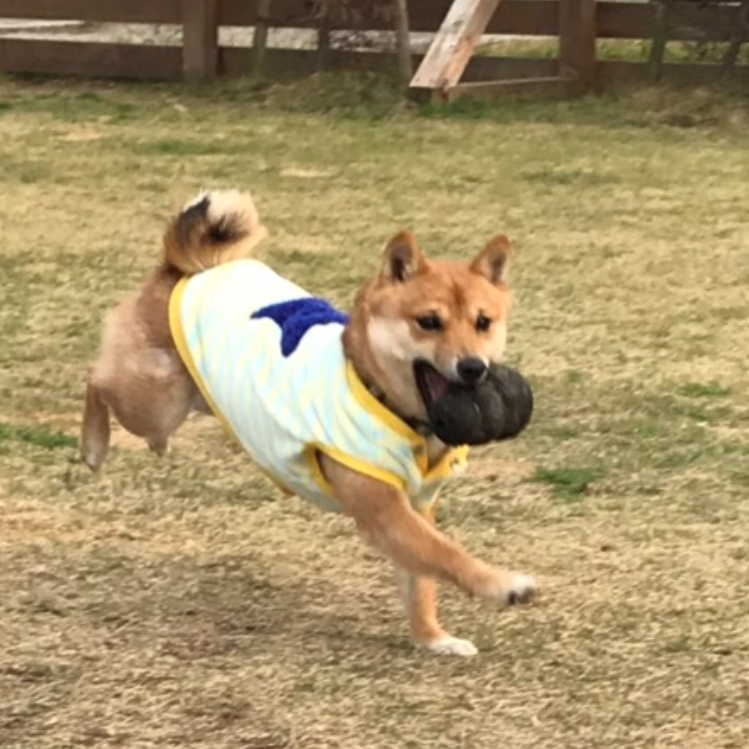 Pko