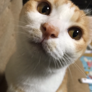 赤星優香